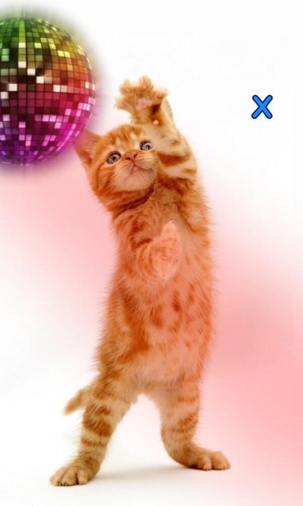 talking dancing cat android app